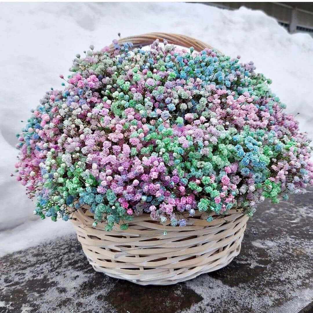 51 разноцветная гипсофила за 13 990 руб. | Бесплатная доставка цветов по  Москве